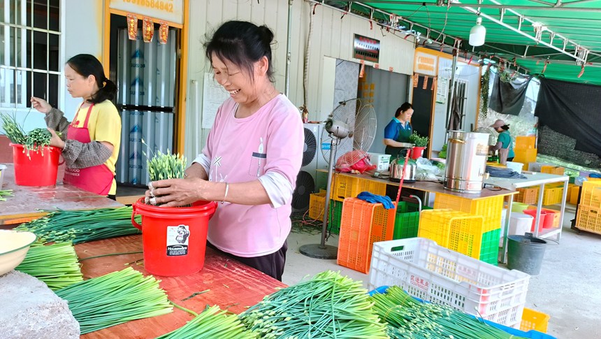 廣西桂平60萬畝瓜菜喜獲豐收