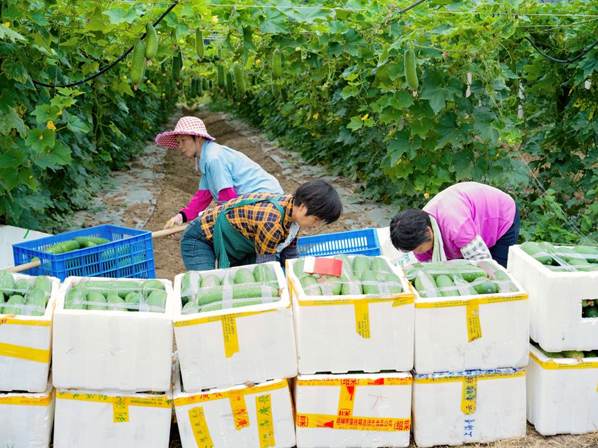 廣西桂平60萬畝瓜菜喜獲豐收