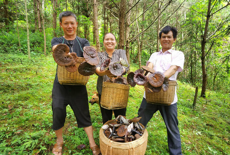 廣西鹿寨：林下“生金”種靈芝