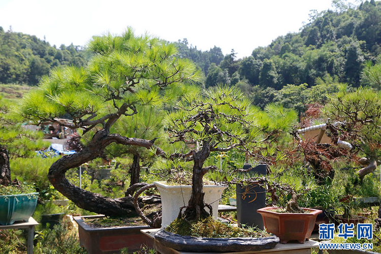 廣西平南：小盆景 大産業