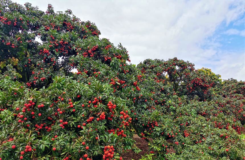 廣西平南：夏蟬鳴 荔枝紅