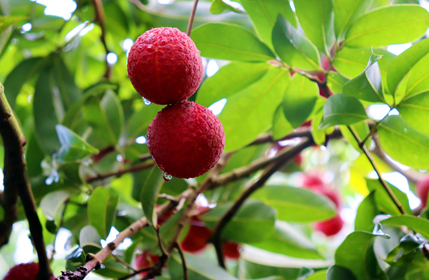 廣西平南：夏蟬鳴 荔枝紅