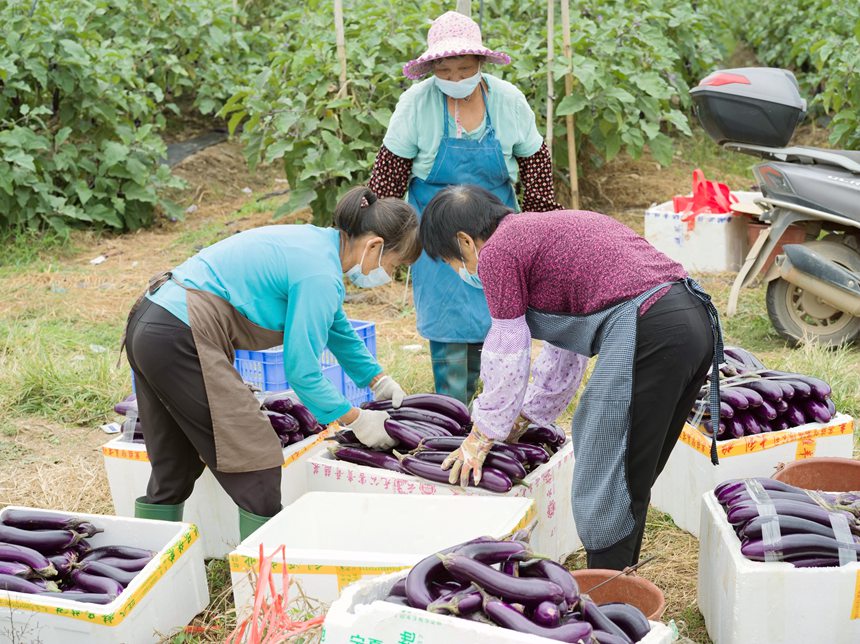 廣西桂平60萬畝瓜菜喜獲豐收