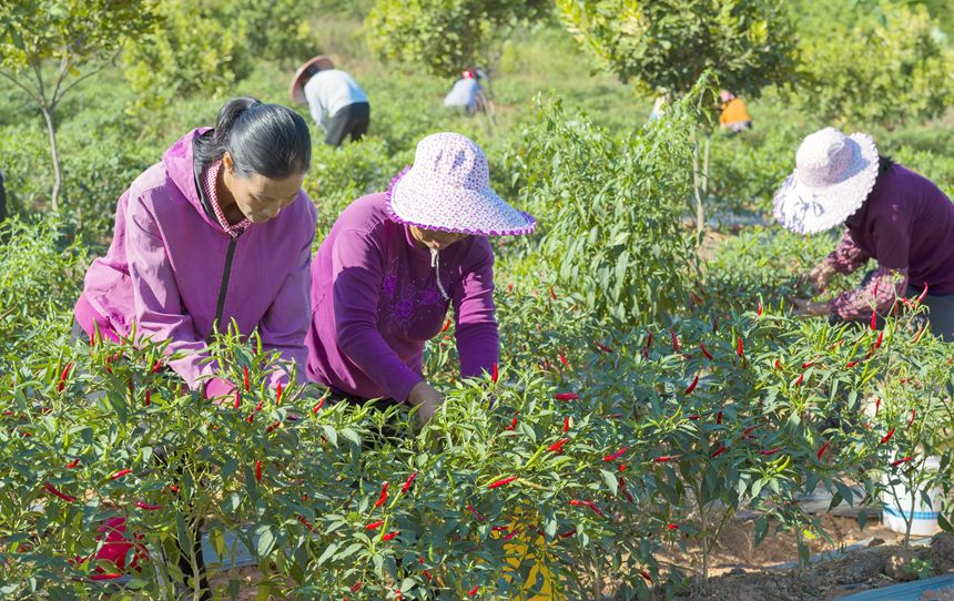 廣西桂平60萬畝瓜菜喜獲豐收