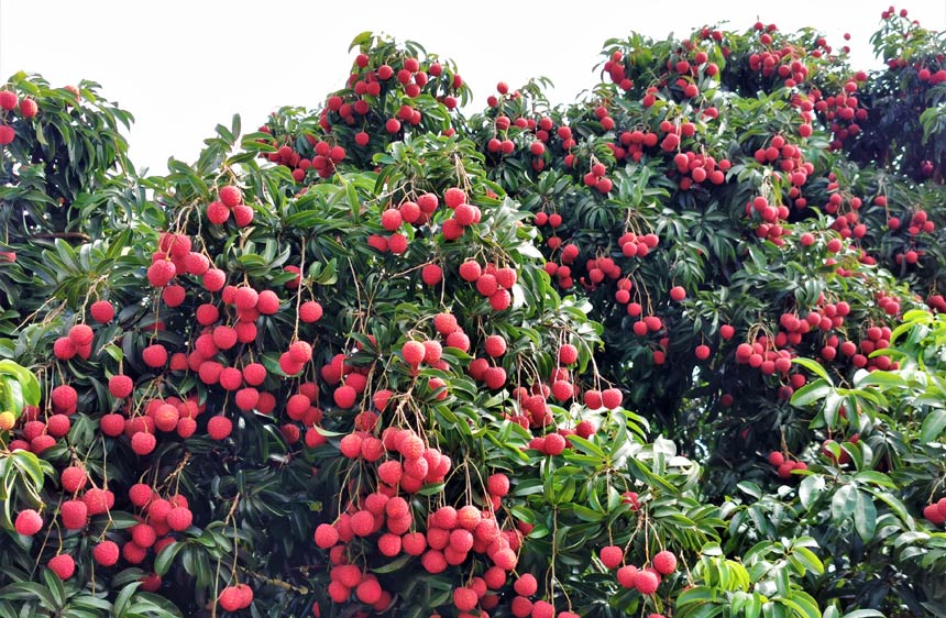 廣西平南：夏蟬鳴 荔枝紅