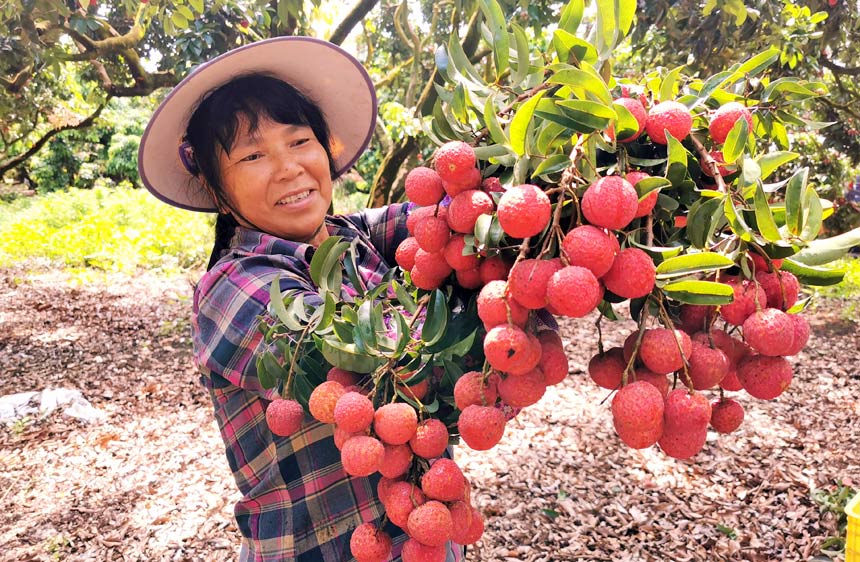 廣西平南：夏蟬鳴 荔枝紅