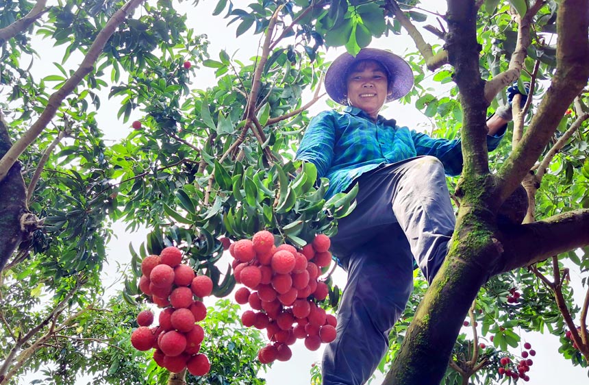 廣西平南：夏蟬鳴 荔枝紅