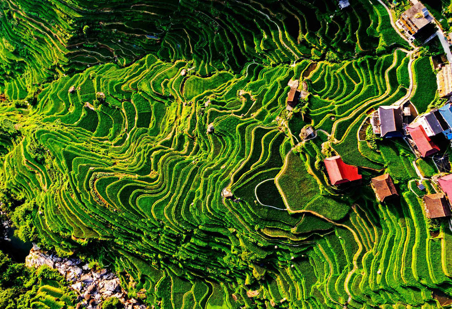 廣西融水：苗鄉高山梯田豐收在望