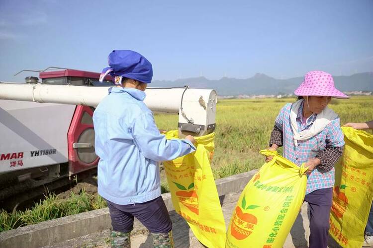 廣西貴港：金秋稻田“豐”景如畫