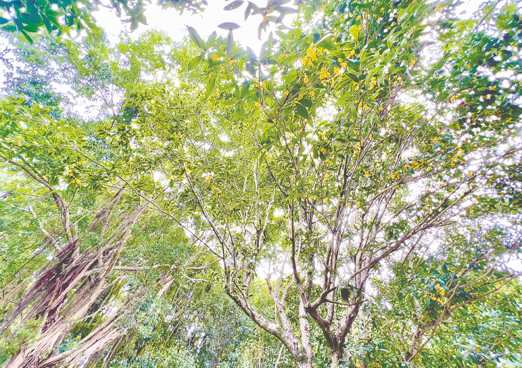 踏遍青山人未老 徒步登高願美好 南寧青秀山風景區舉辦重陽登高節