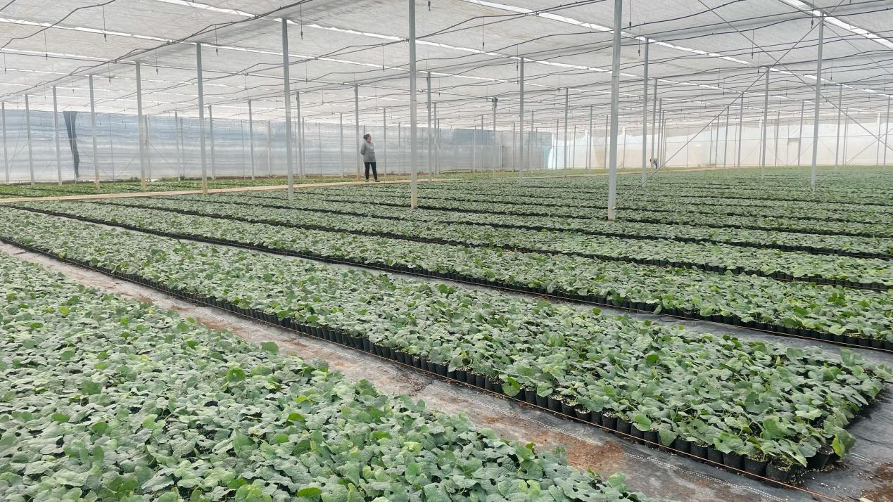 加強種質資源保護研究 永福打響羅漢果農業品牌_fororder_圖片2