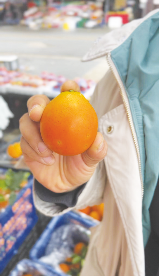 桂字號”柑橘品種不少 你能分得清誰是誰嗎？