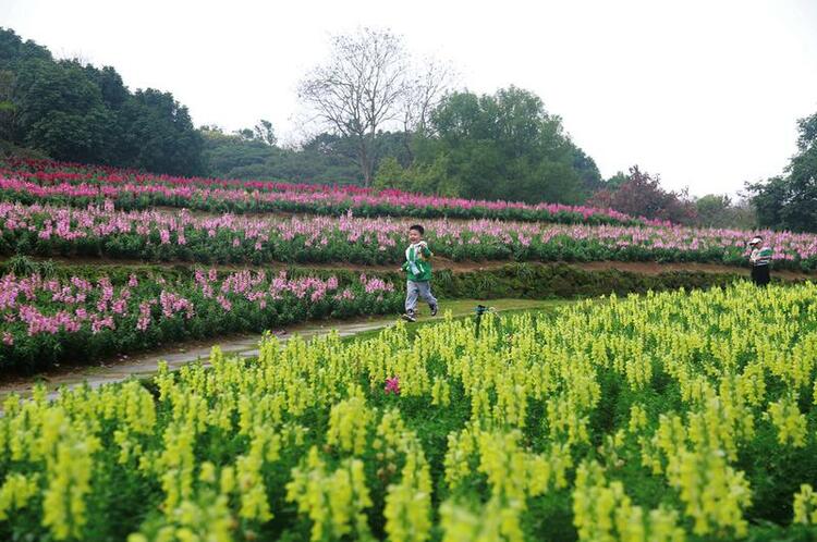 黃花風鈴木、金魚草、玉蘭等花卉盛開 青秀山已現春日絢爛