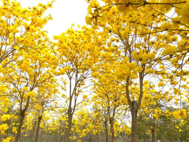 北海合浦：黃花風鈴木迎春綻放_fororder_圖片2