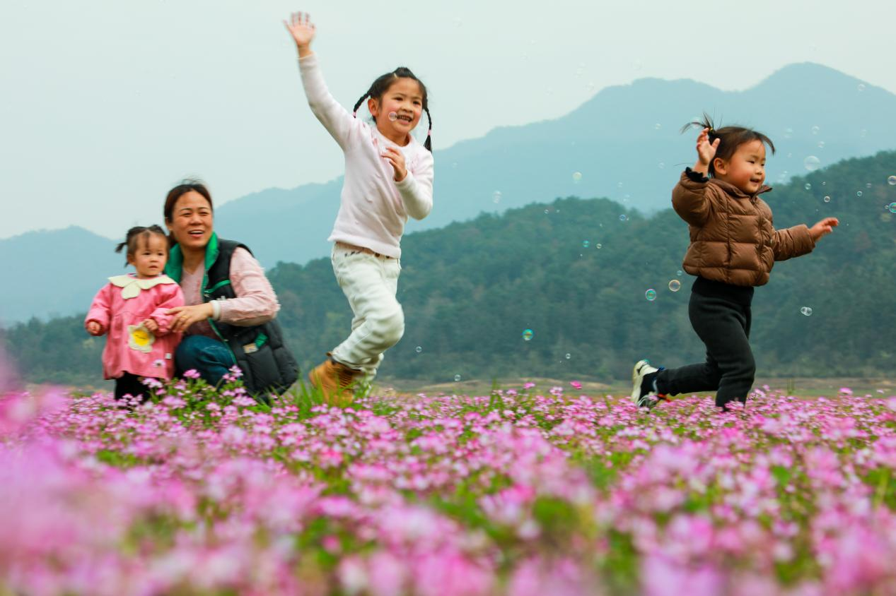桂林靈川：千畝紫雲英花開成海引客來_fororder_圖片9