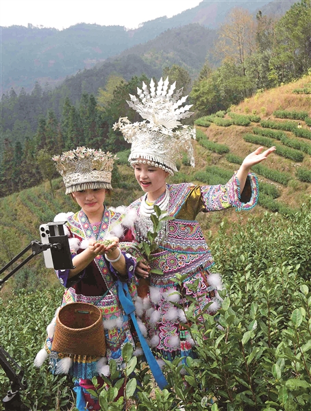 南國春早採種忙