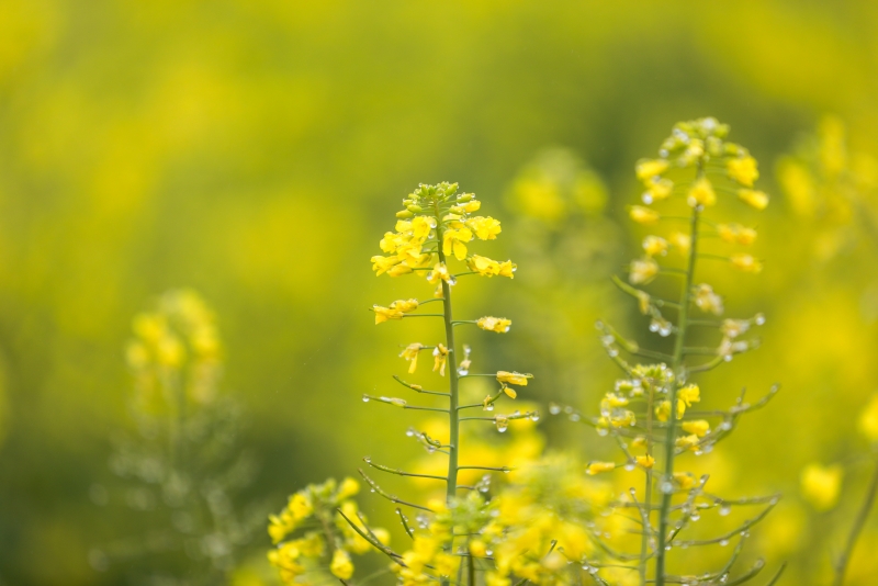 廣西靈川：滿目金黃春意濃_fororder_油菜花漸次開放 黃國秦攝