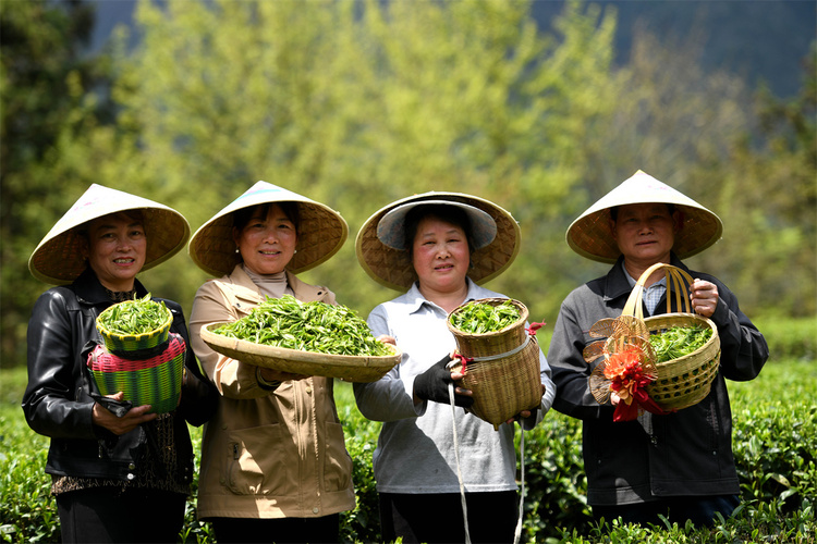 廣西龍勝：茶農搶採明前茶_fororder_3月28日，在廣西桂林市龍勝各族自治縣平等鎮昌背村，茶農在展示採摘到的春茶。.JPG