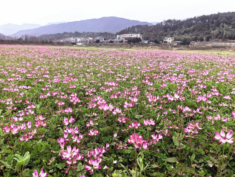 桂林靈川：千畝紫雲英花開成海引客來_fororder_圖片11