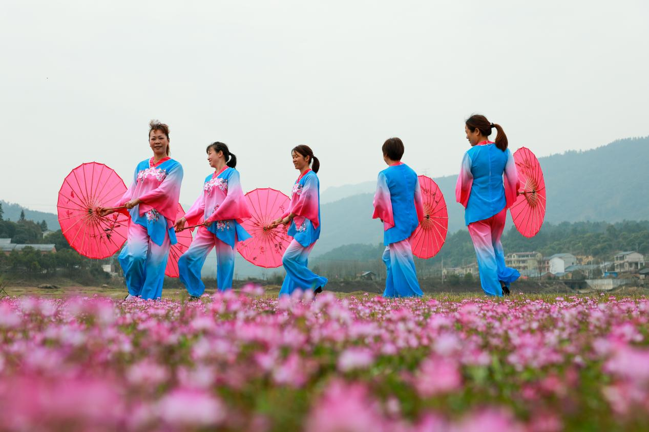 桂林靈川：千畝紫雲英花開成海引客來_fororder_圖片10
