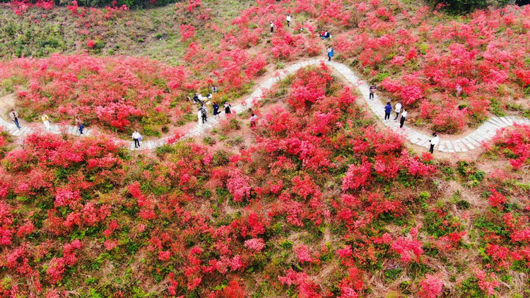 廣西靈川：杜鵑花開映山紅_fororder_圖片2