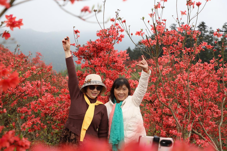 廣西靈川：杜鵑花開映山紅_fororder_圖片6