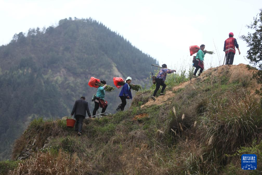 他們堅持每年種樹 守護綠水青山