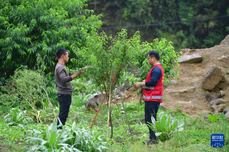 他們堅持每年種樹 守護綠水青山
