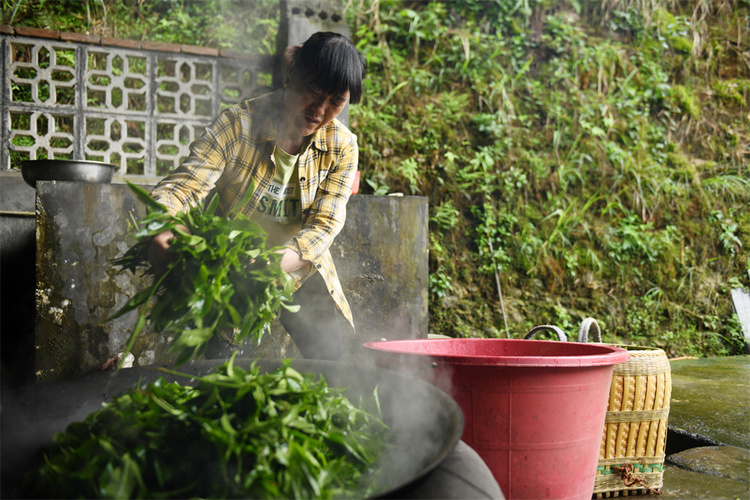 廣西龍勝：穀雨時節  古茶樹園裏採茶忙_fororder_4月19日，在廣西桂林市龍勝各族自治縣江底鄉江底村，茶農煮茶葉。 (1).JPG