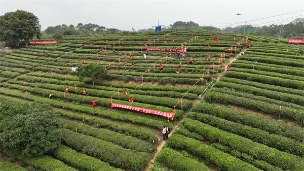 春日採茶忙 興業又聞早茶香_fororder_圖片1