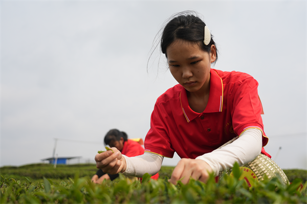 春日採茶忙 興業又聞早茶香_fororder_圖片2