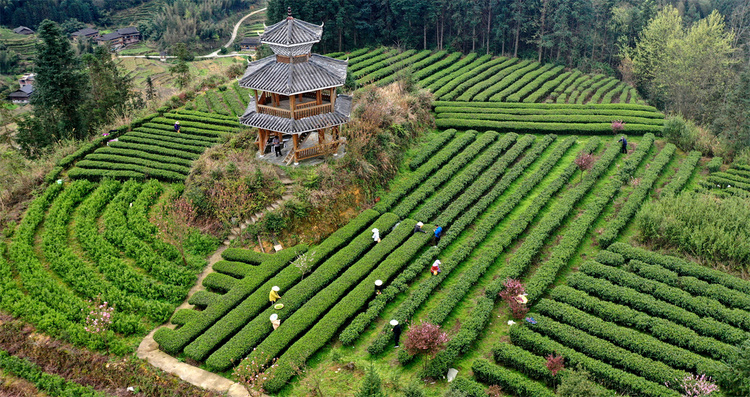 廣西龍勝：茶農搶採明前茶_fororder_3月28日，在廣西桂林市龍勝各族自治縣平等鎮昌背村，茶農在茶園裏採摘春茶（無人機照片）。 (4).JPG