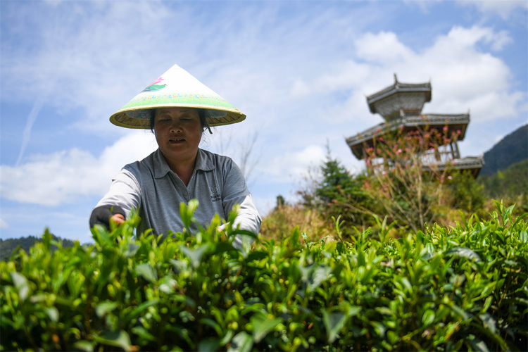 廣西龍勝：茶農搶採明前茶_fororder_3月28日，在廣西桂林市龍勝各族自治縣平等鎮昌背村，茶農在茶園裏採摘春茶。 (1).JPG