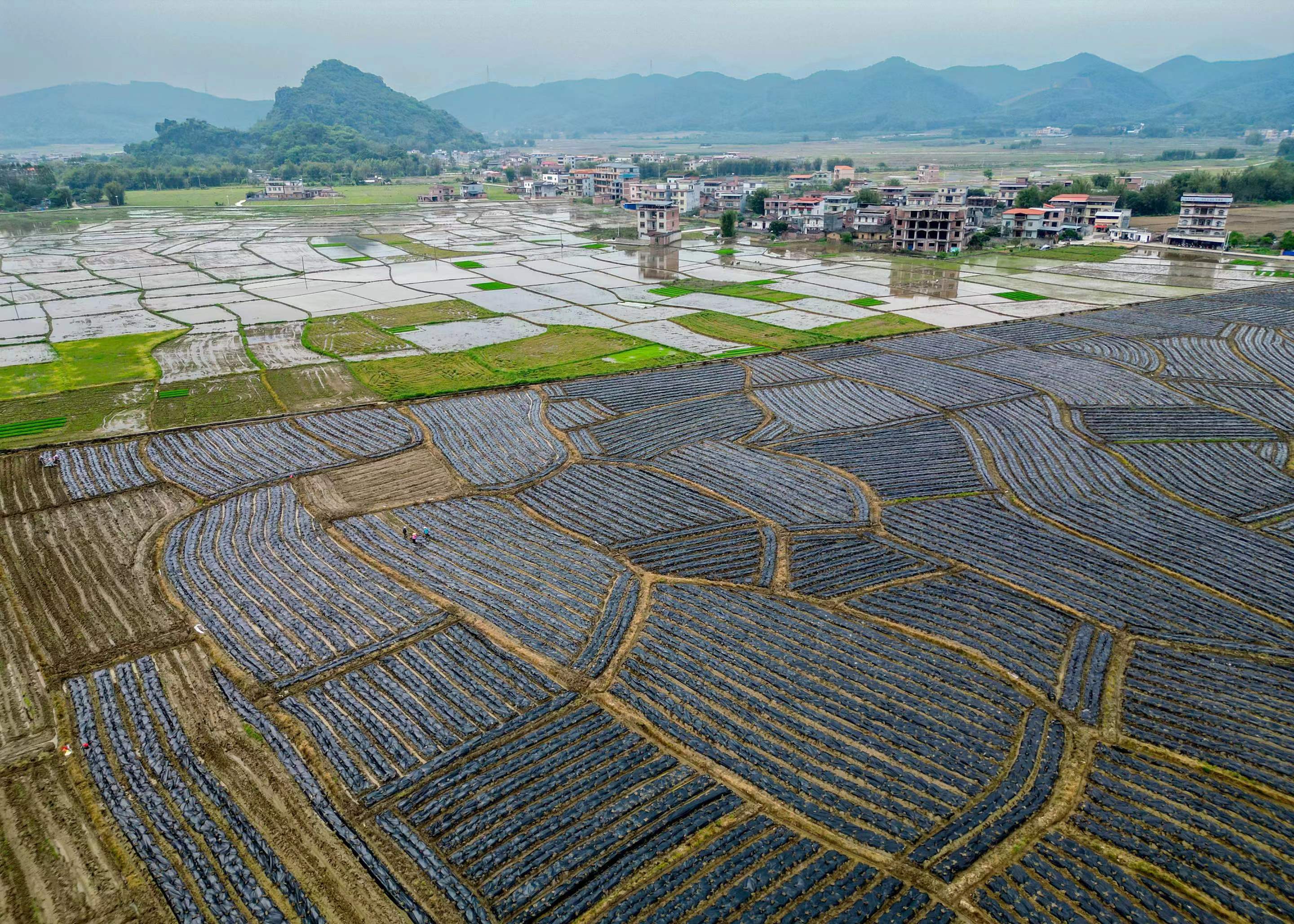 賀州市八步區：繪好春耕圖 孕育豐收景_fororder_微信圖片_20240409102654