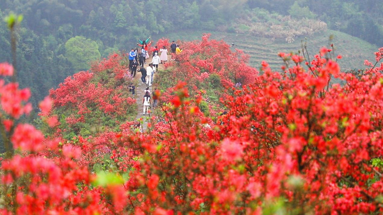 廣西靈川：杜鵑花開映山紅_fororder_圖片4