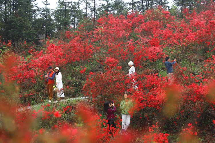 廣西靈川：杜鵑花開映山紅_fororder_圖片3