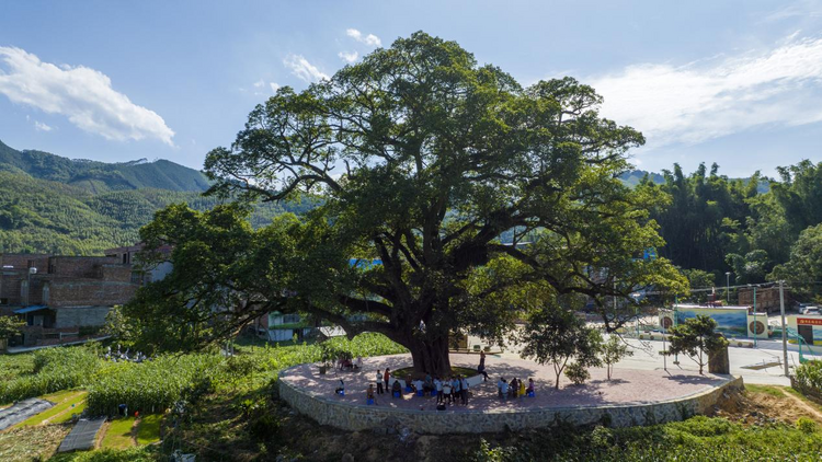 廣西田東：學習運用“千萬工程”經驗 加快建設宜居宜業和美鄉村_fororder_圖片6