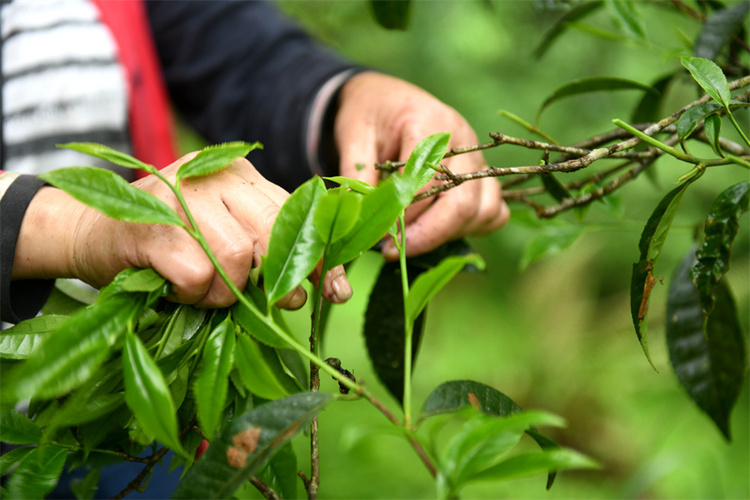 廣西龍勝：穀雨時節  古茶樹園裏採茶忙_fororder_4月19日，在廣西桂林市龍勝各族自治縣江底鄉江底村，茶農在茶園裏採摘穀雨茶。 (6).JPG