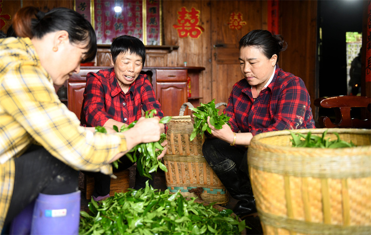 廣西龍勝：穀雨時節  古茶樹園裏採茶忙_fororder_4月19日，在廣西桂林市龍勝各族自治縣江底鄉江底村，茶農在挑選茶葉。 (2).JPG