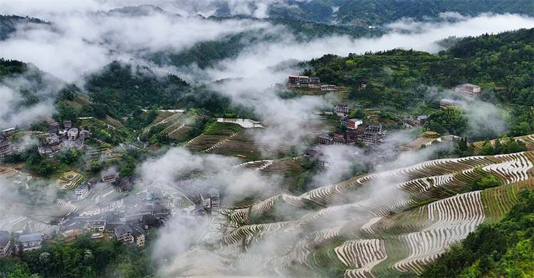 廣西龍勝：初夏梯田 景色如畫_fororder_圖片5