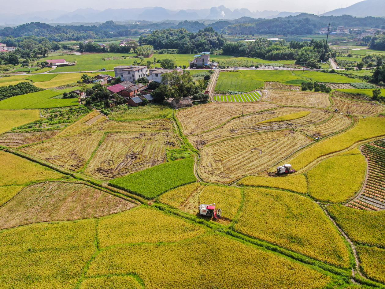 桂林靈川：夏收夏種農事忙 遍地金黃糧滿倉_fororder_圖片2
