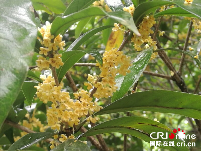 南寧市青秀山將舉辦第二屆重陽登高節 南寧市青秀山將舉辦第二屆重陽登高節