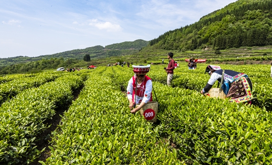 六盤水市水城區：北緯茗茶帶 首品水城春