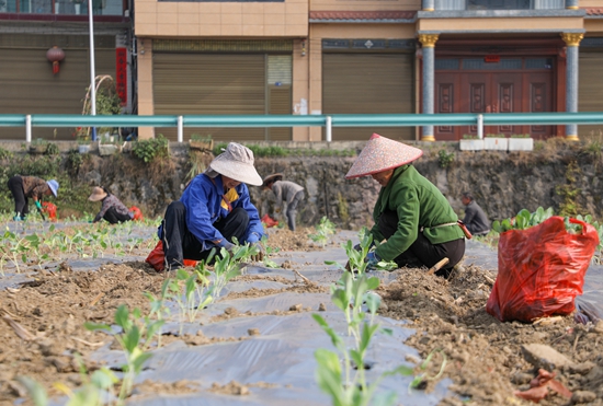 貴州天柱：蔬菜種植保供應  群眾就業促增收