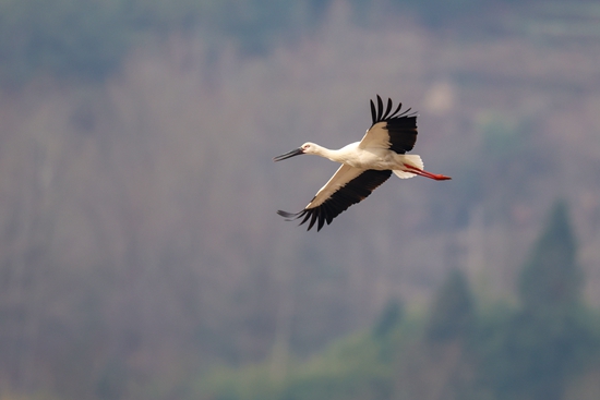 珍稀鳥類東方白鸛、鵜鶘現身貴州威寧草海國家級自然保護區