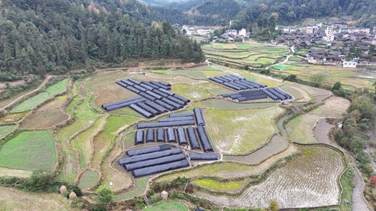 貴州鎮遠羊場鎮：“冬閒田”裏種菌忙