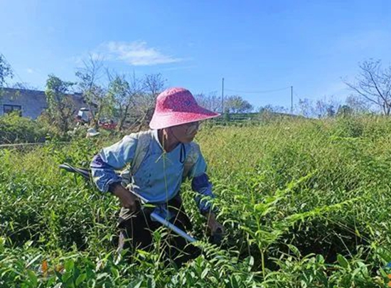 貴州平塘：秋冬管護忙 來年茶飄香