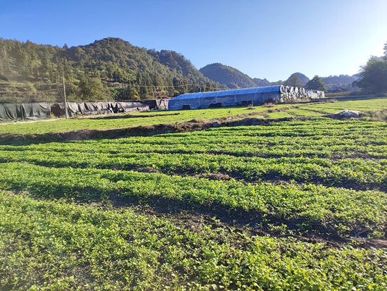 貴州鎮遠羊場鎮：油菜種植正當時 奏響秋冬種生産“交響曲”