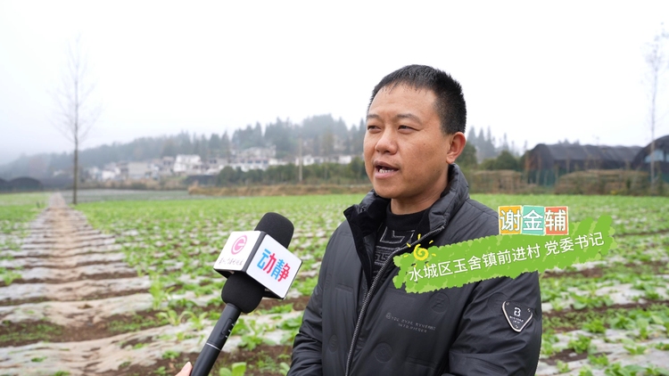 粵黔協作 | 水城前進村的蔬菜即將登上粵港澳大灣區市民的“餐桌”