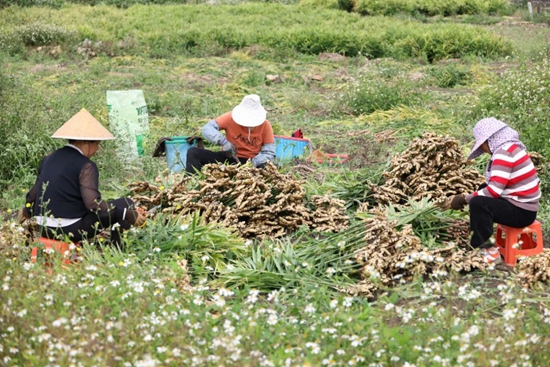 貴州安順黃果樹旅遊區：小黃姜喜迎豐收季 鄉村振興添動力